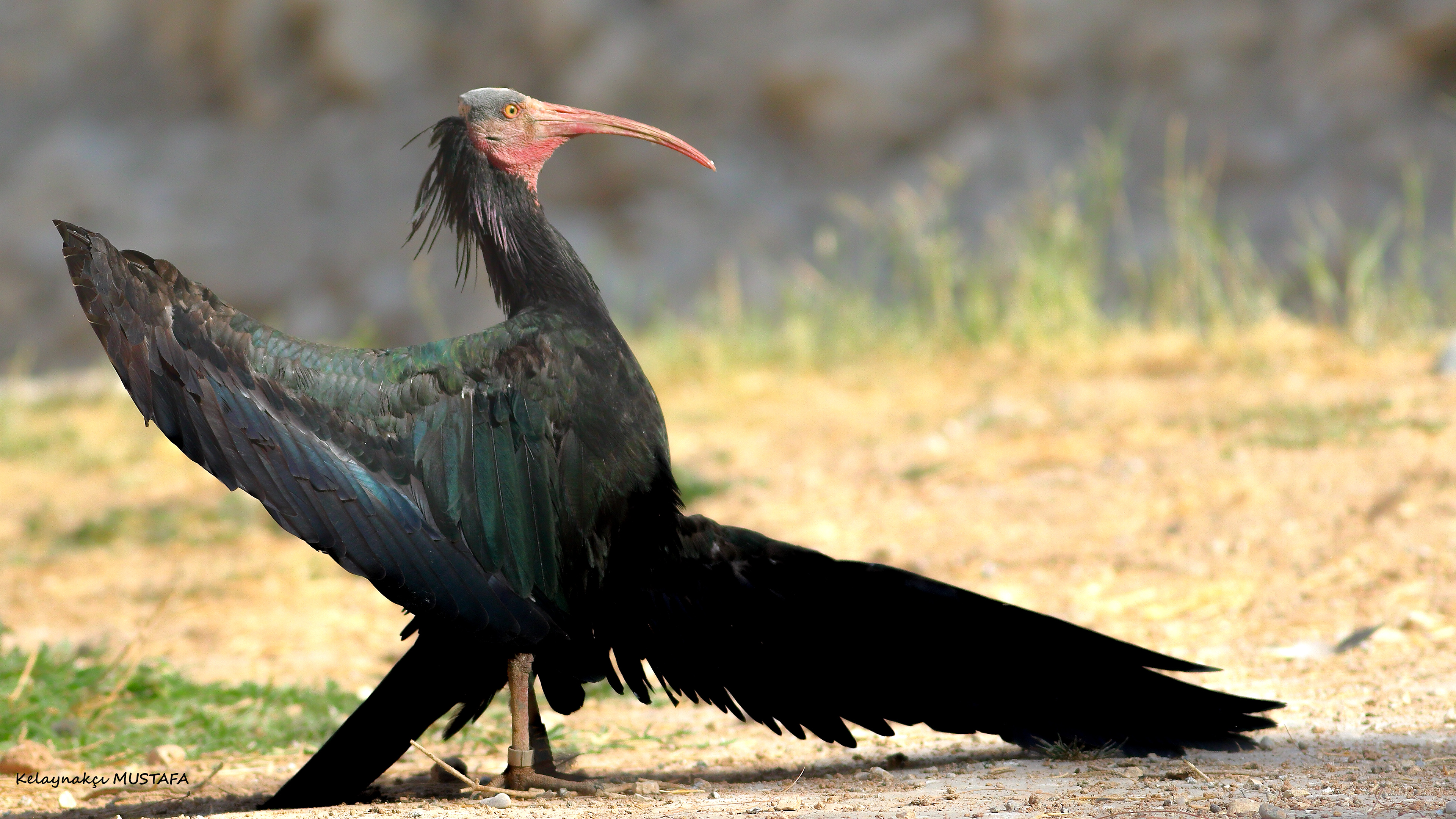 Northern Bald Ibis